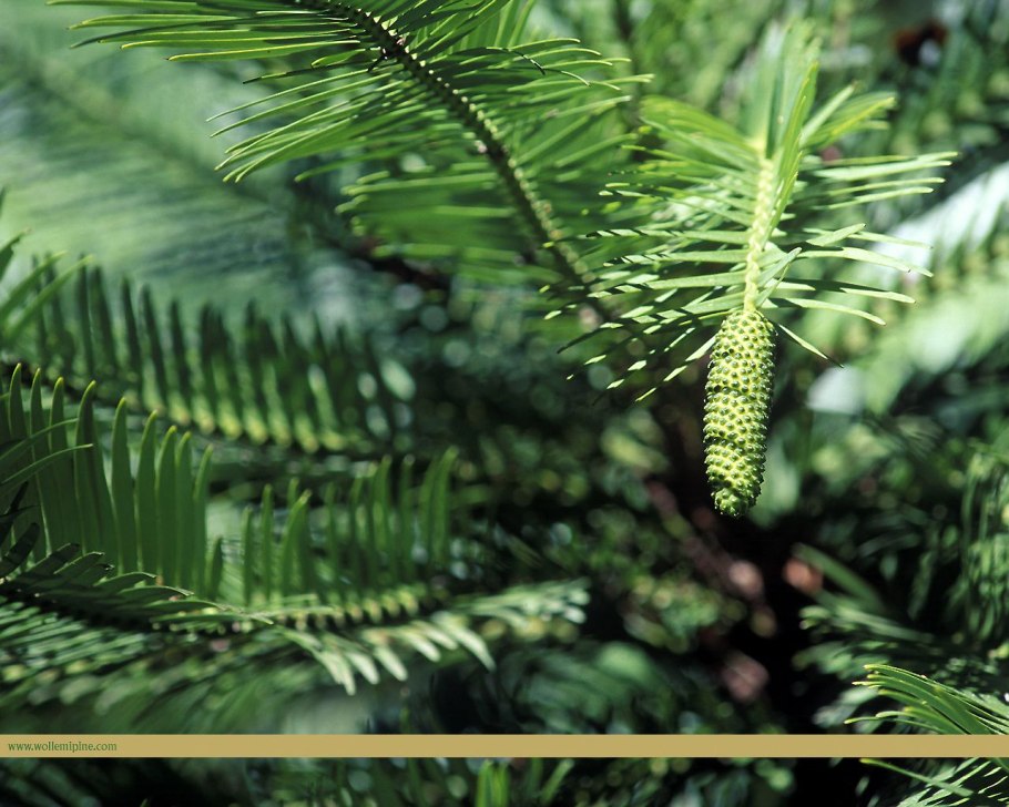 Сосна Воллемия в Австралии