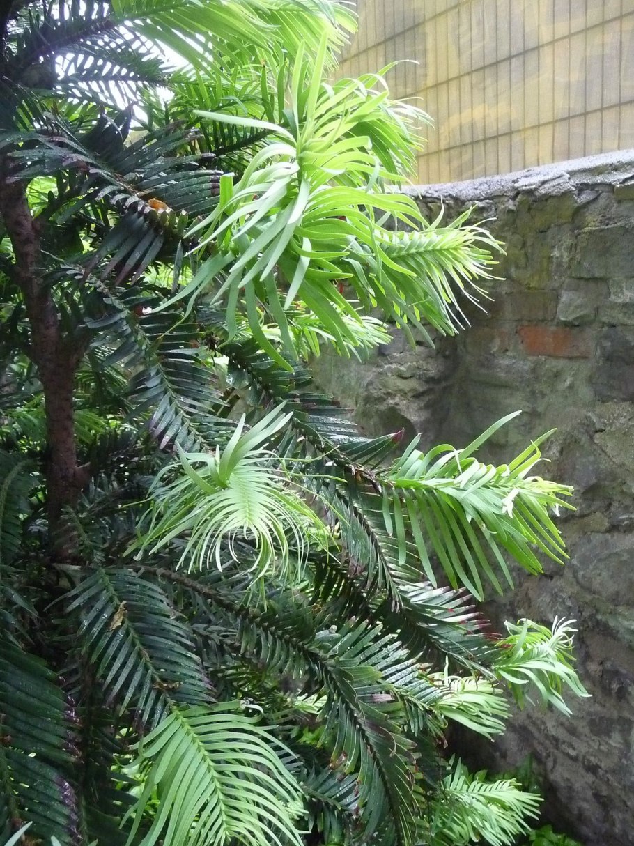 Wollemia Nobilis в МГУ