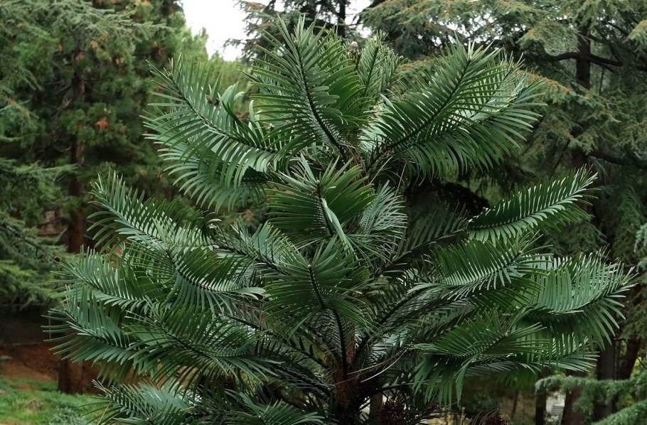 Wollemi Pine фото