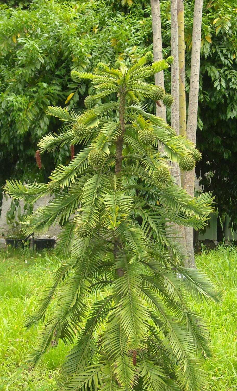 Воллемия благородная