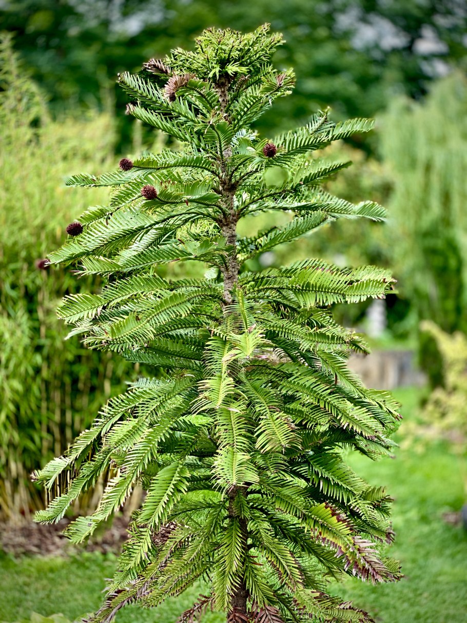 Воллемия болезнь