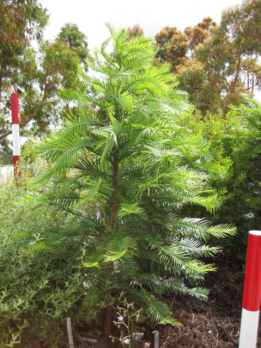 Воллемия рисунок