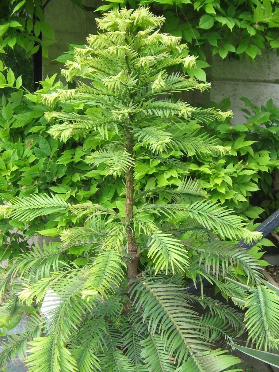 Доисторические сосны вулеми