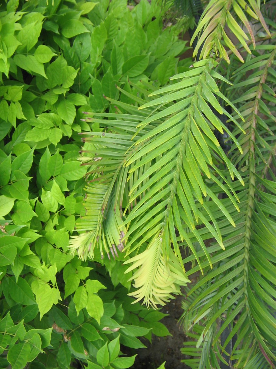 Сосна Воллеми