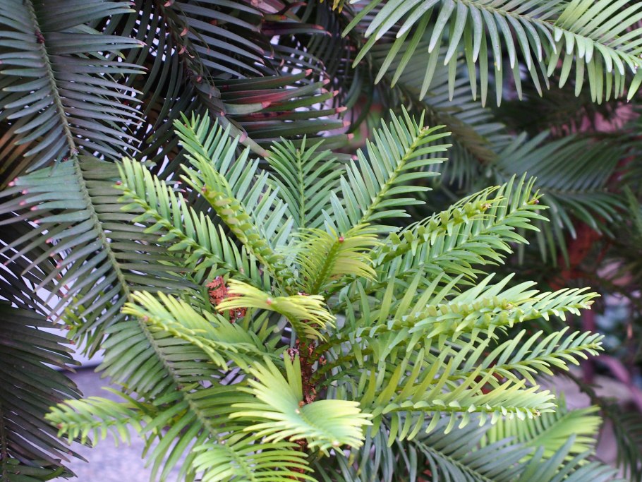 Нобилис табак