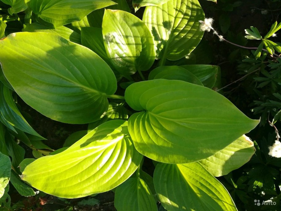 Листья теневыносливых растений