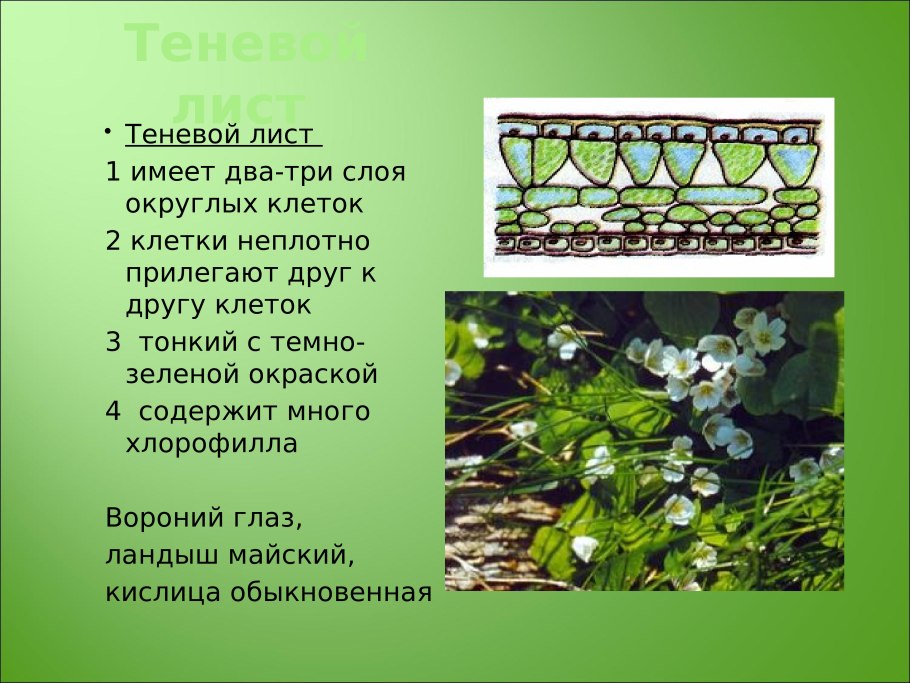 Строение световых и теневых листьев