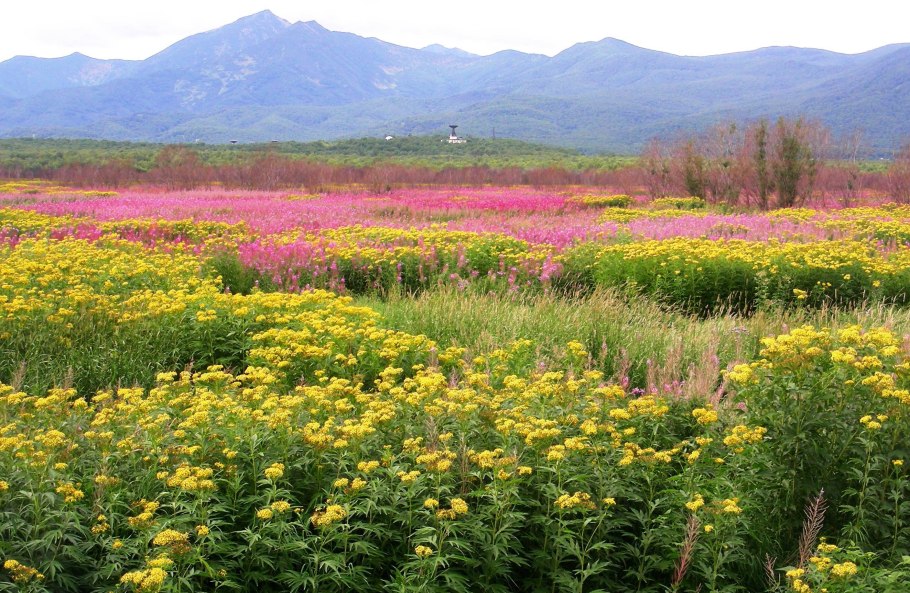 Камчатка цветет