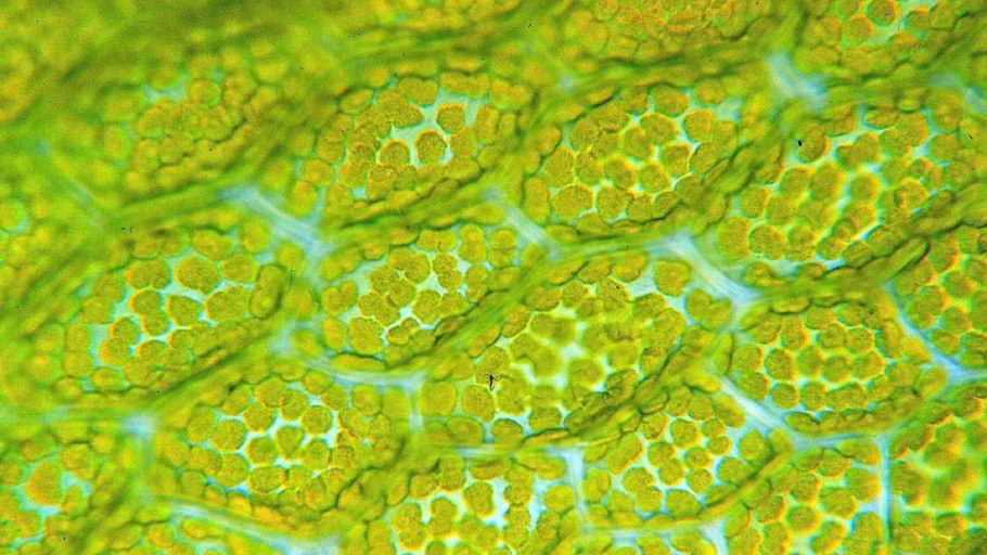 Таксоны папоротников