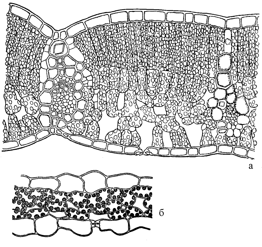 Строение листа гелиофита и сциофита