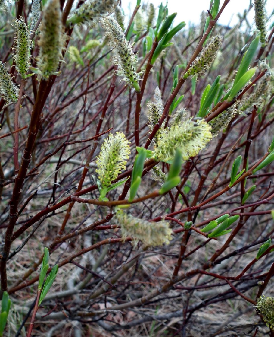 Ковыль перистый (Stipa pennata l.)