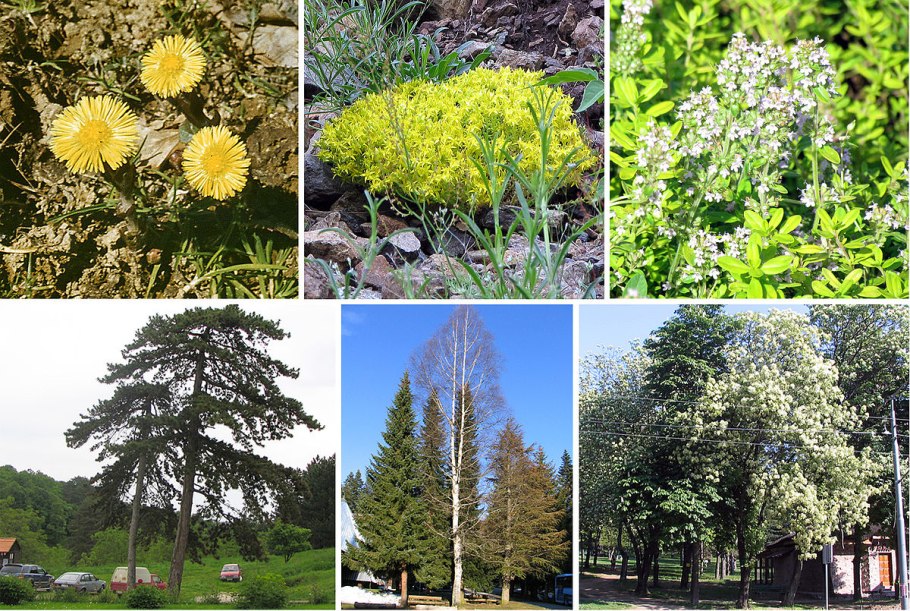 Кленовые гелиофиты