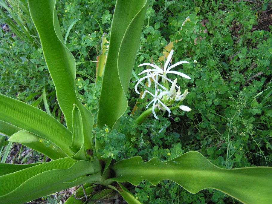 Живой напочвенный Покров