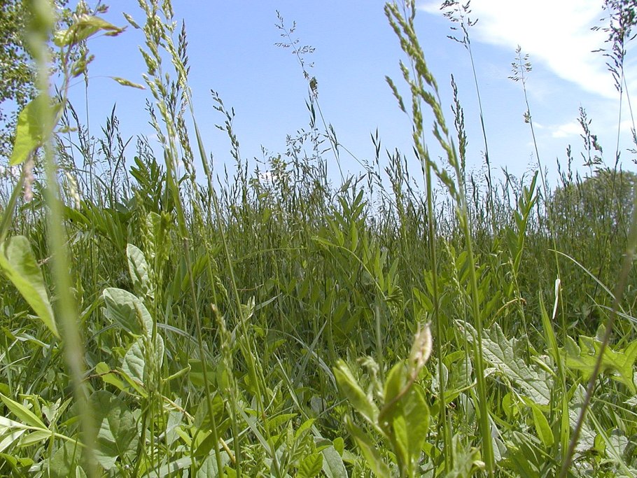 Подсолнух семейство сложноцветных