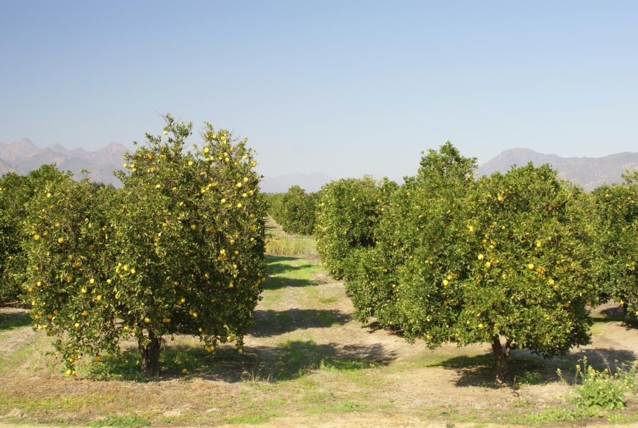 Костёр ржаной (Bromus secalinus)
