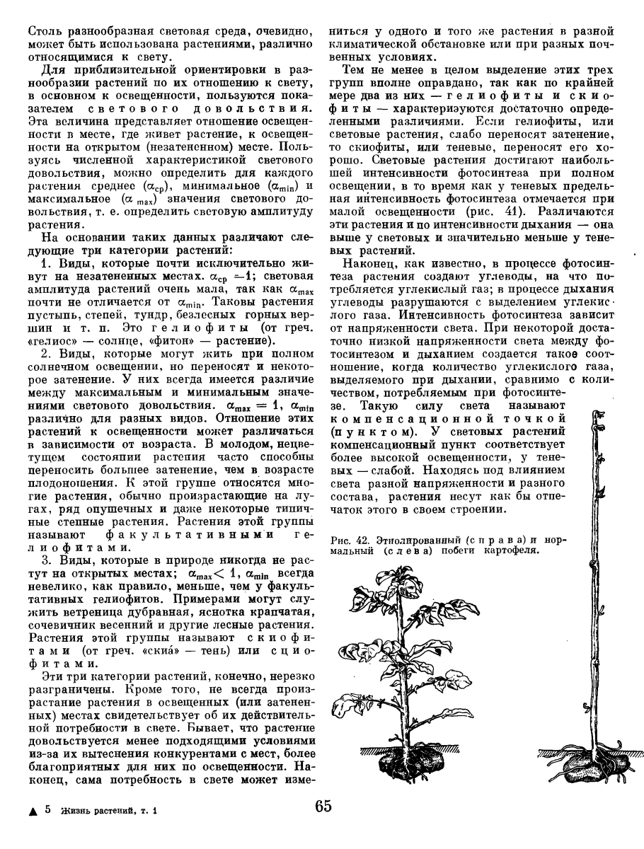 Этиолированный побег