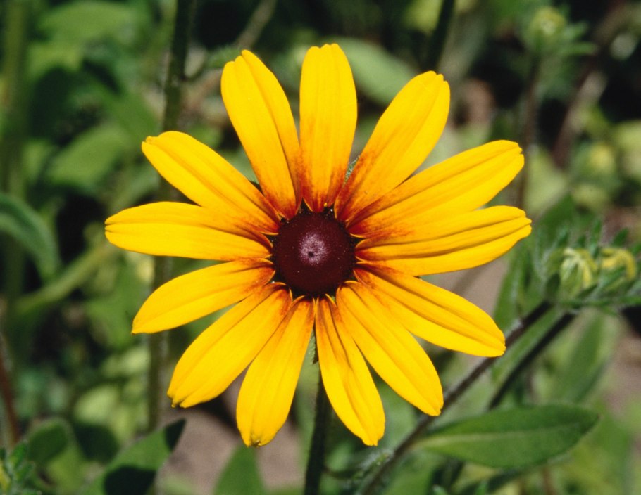 Папоротники глоссоптерисы