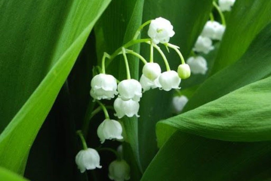 Ива грушанколистная