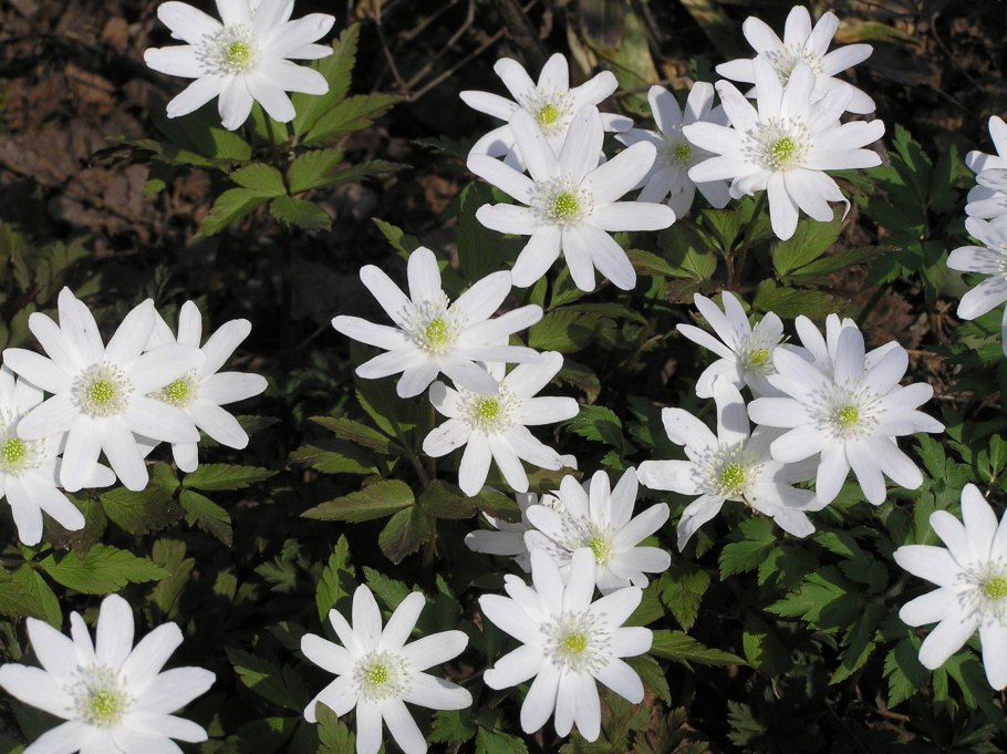 Гелиофиты Ландыш