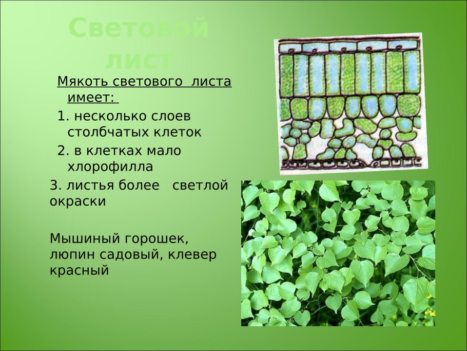 Световые и теневые листья