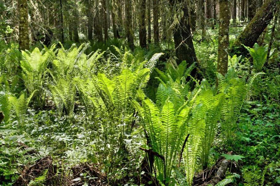 Ива филиколистная Brekkavier