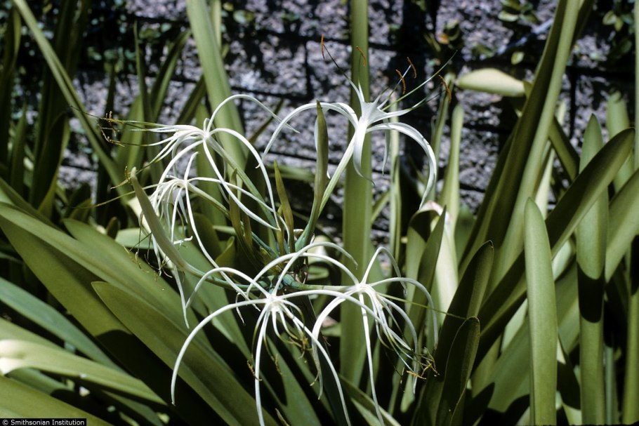 Широколиственные леса Флора