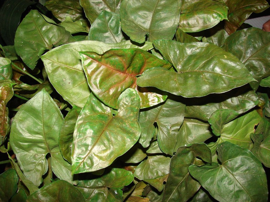 Сингониум листозелёный