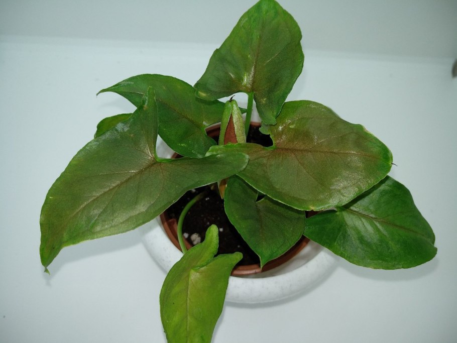 Сингониум ORM Manee Mutation