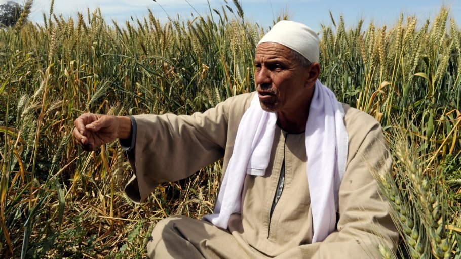 Ранние яровые хлеба