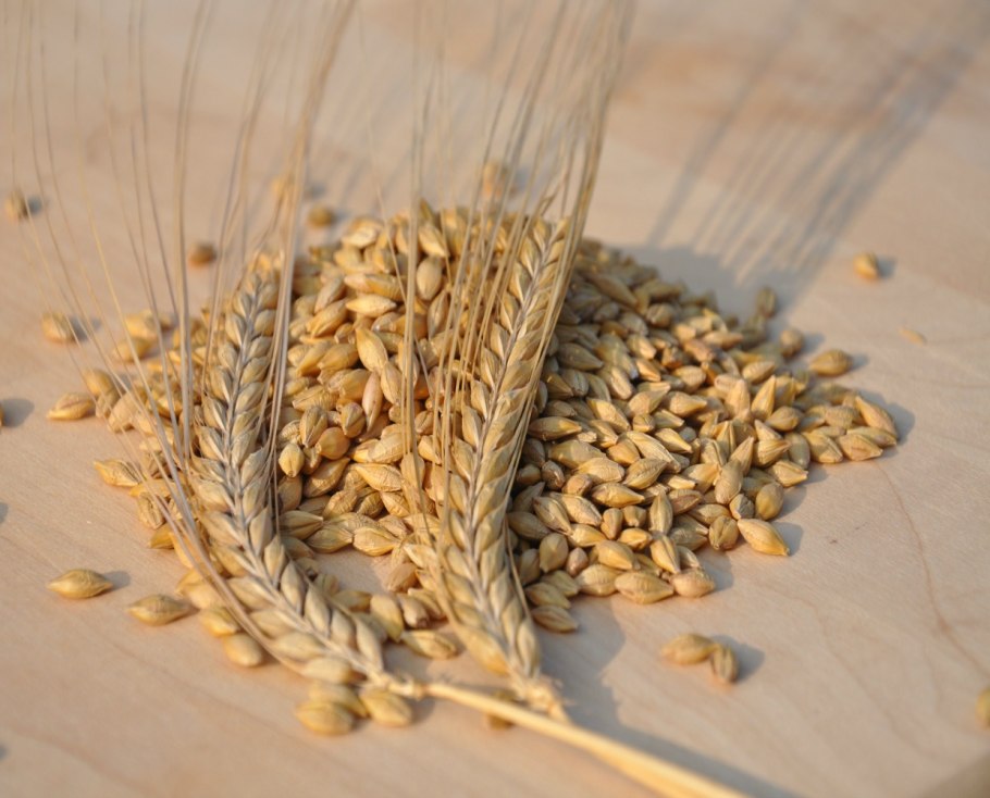 Класс пшеницы