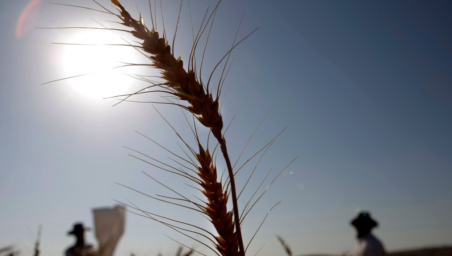 Пшеница в Египте