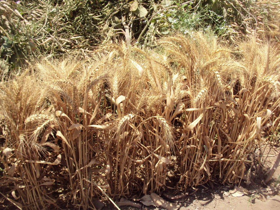 Земледелие древнего Египта фрески