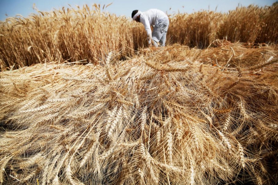 Продажа пшеницы