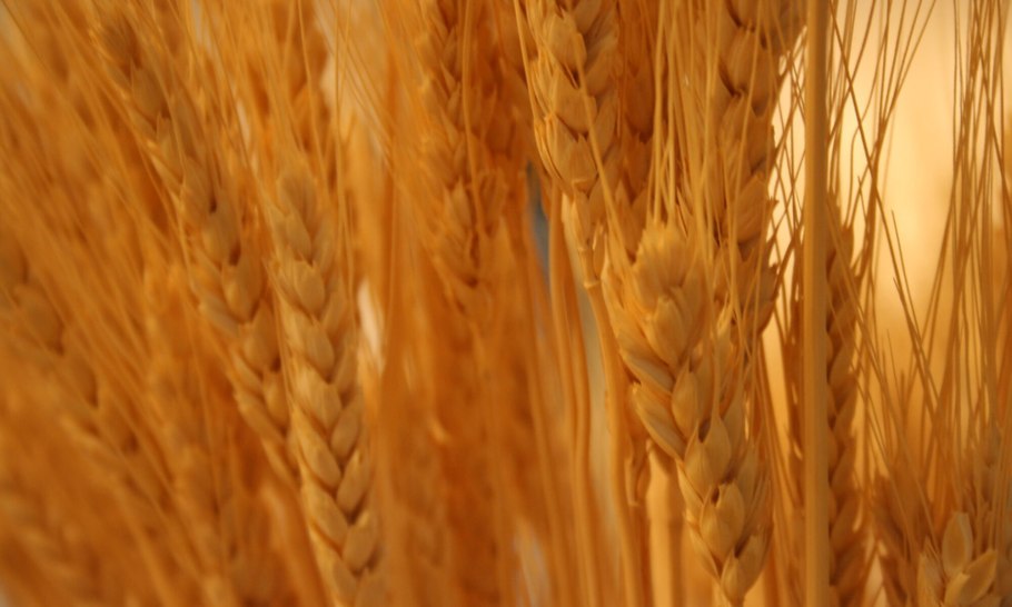 Экспорт пшеницы