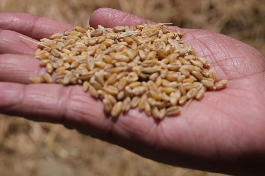 Поле урожай пшеница