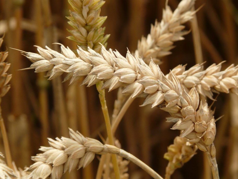 Ячмень Яровой сорт прерия