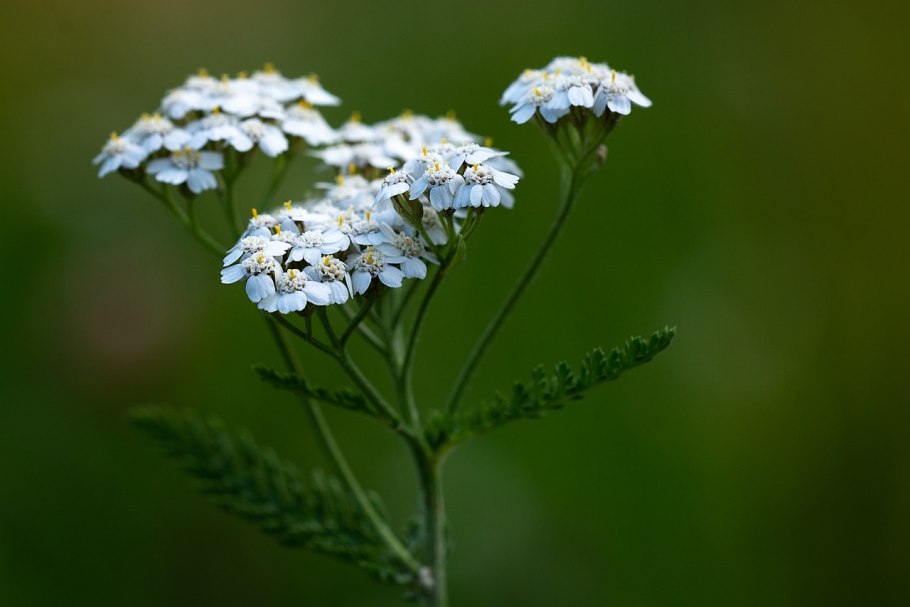 Тысячелистник (Achilléa millefólium)