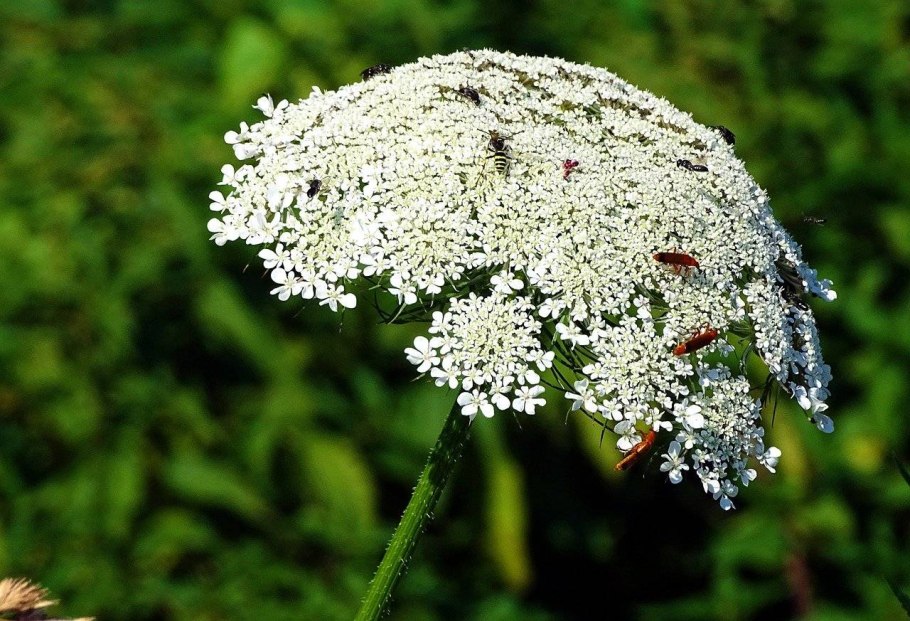 Ахиллея (тысячелистник) millefolium