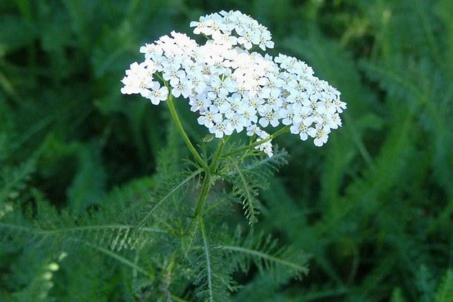 Тысячелистник Альпийский