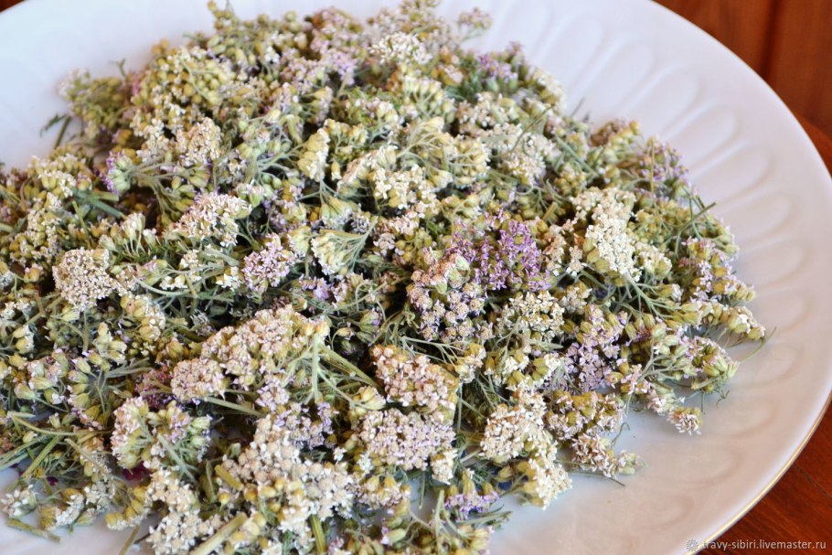 Тысячелистник (Achillea millefolium)