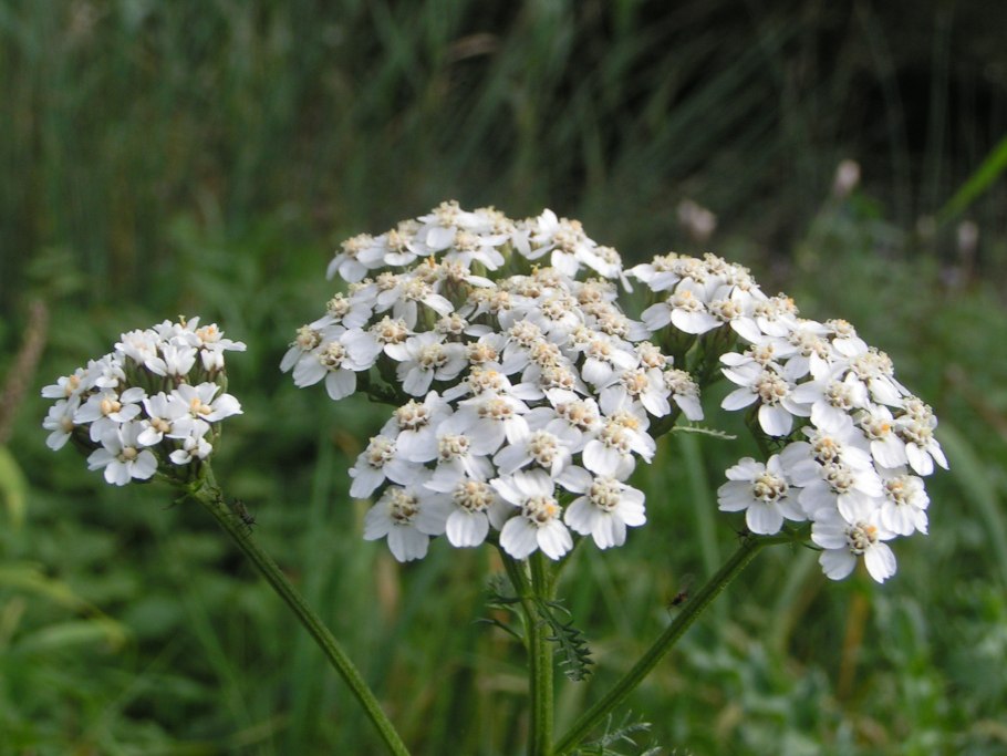 Тысячелистника трава (millefolii herba)