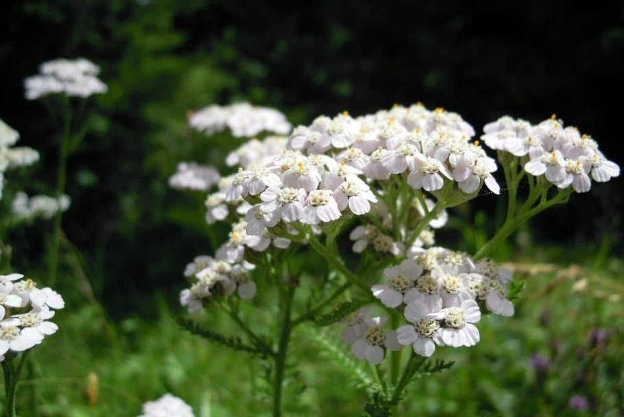 Тысячелистник (Achillea)