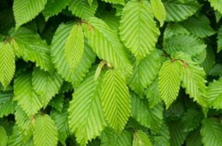 Граб обыкновенный Carpinus betulus