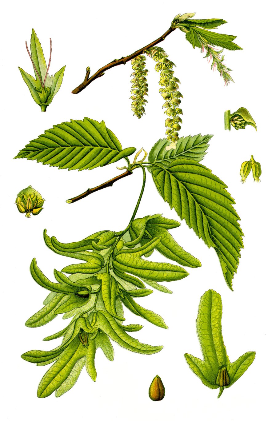 Carpinus betulus (граб обыкновенный) 'Fastigiata'