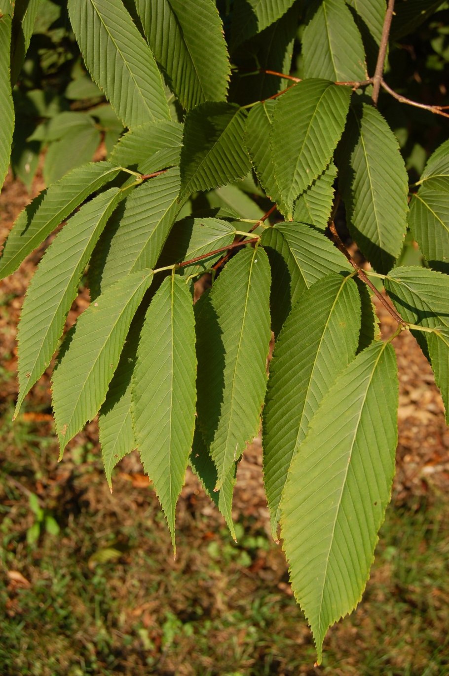 Carpinus betulus 'Fastigiata'