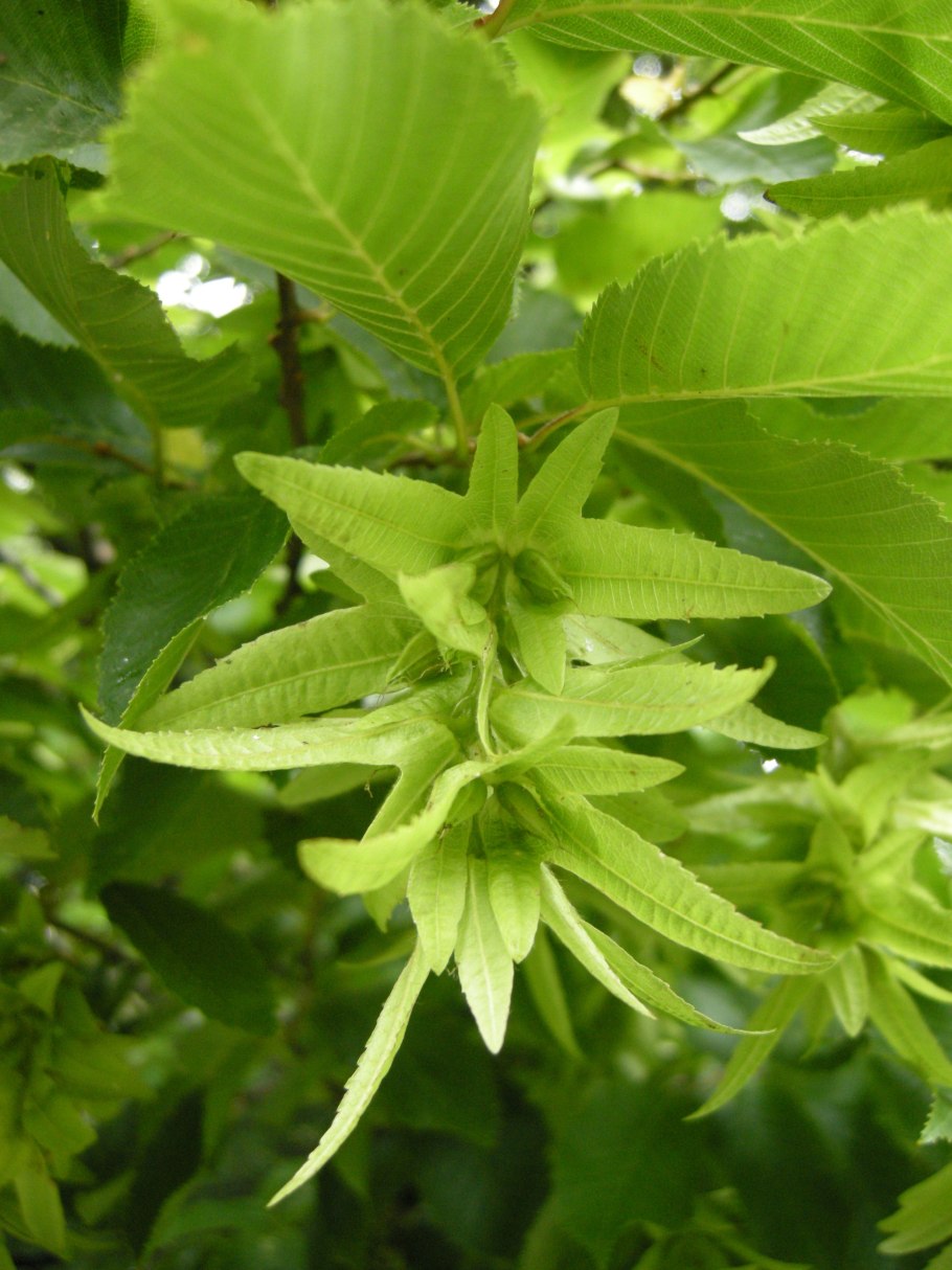 Carpinus betulus (граб обыкновенный) 'Fastigiata'