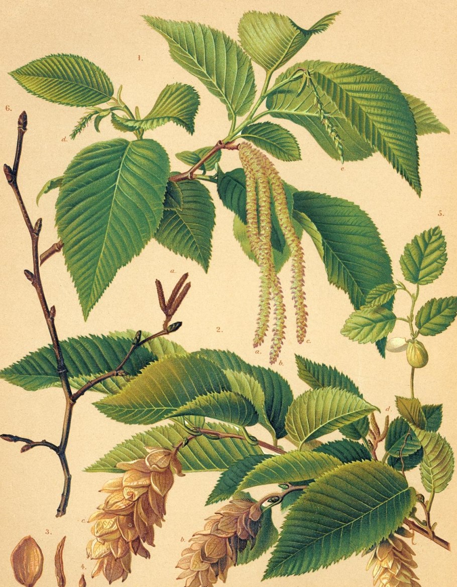 Граб обыкновенный Carpinus betulus