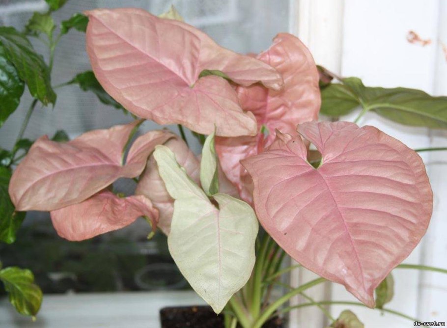 Сингониум Alboliniatum
