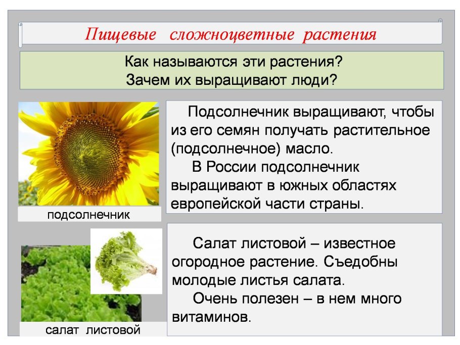 Формула цветков семейства сложноцветных