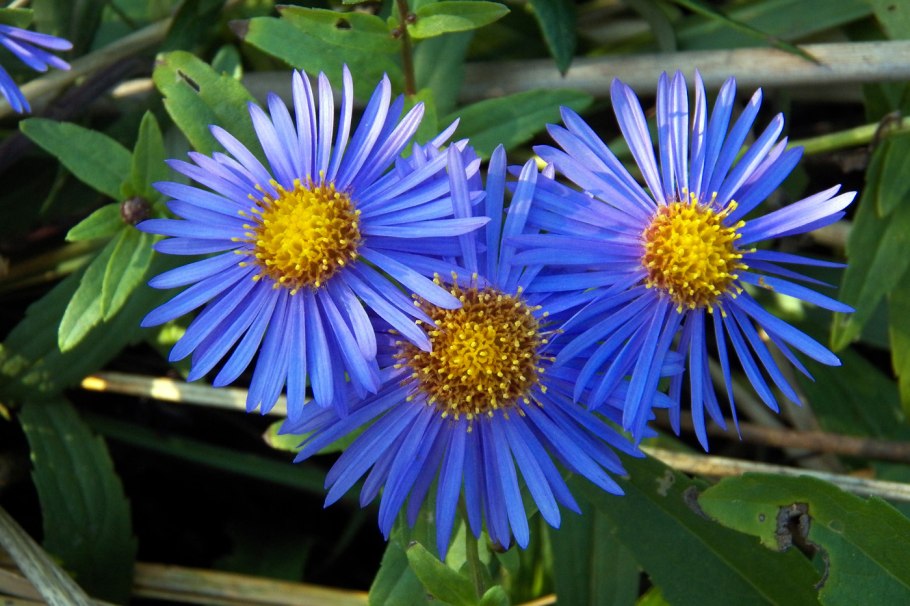Asteraceae Сложноцветные